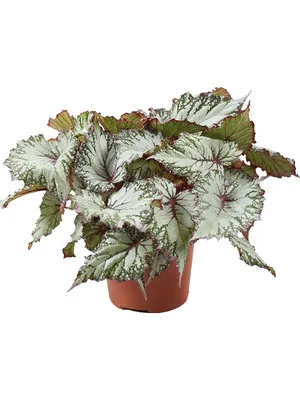Бегония гибридная (Begonia x Hybrida Tophat) купить в Питомнике Вашутино  оптом и в розницу.