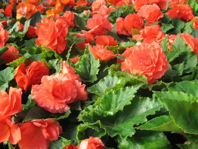 S2215 Бегония вечноцветущая Фея FlowerBall Red (3 шт.) - купить в Москве в  интернет-магазине