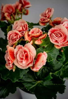 Бегония клубневая АмериГибрид Раффлд Лососевая Begonia tuberosa AmeriHybrid  Ruffled Salmon - купить семена цветов с доставкой по Украине в магазине  Добродар