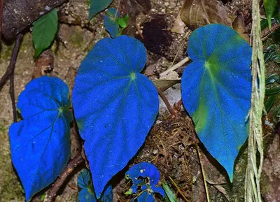 Бегония Дарт Вейдера (Begonia darthvaderiana): на Темной стороне Силы -  Ароидные: от болота до аквариума