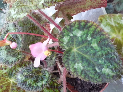 Бегония воротничковая (Begonia manicata)