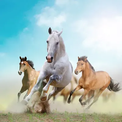 Стадо Диких Лошадей Бегущих В Пыли — стоковые фотографии и другие картинки  Лошадь - Лошадь, Животные в дикой природе, Бегать - iStock
