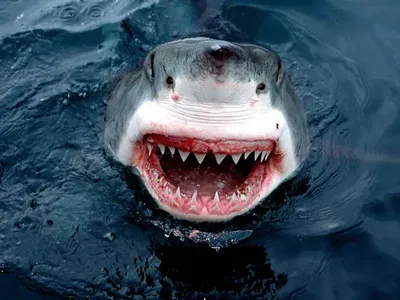 Белая акула | Морские приключения вики вики | Fandom