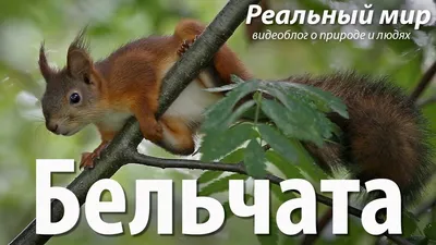 Промальпинист из Челябинска выхаживает шестерых бельчат | Животные |  ОБЩЕСТВО | АиФ Челябинск