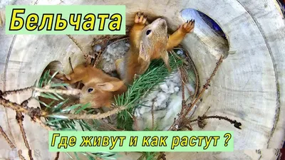 В Екатеринбургском зоопарке родились тропические бельчата - Новости -  АПИ-Урал