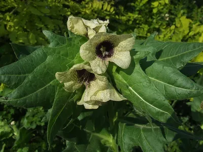 Черная белена или воняя цветок Нигера Hyoscyamus Nightshade Ядовитый завод  Стоковое Фото - изображение насчитывающей фармация, травяной: 101579112