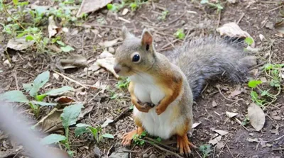 Белка обыкновенная (Sciurus vulgaris) — Зоопарк «Лимпопо» г. Нижний  Новгород – Нижегородский зоопарк