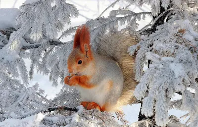 Фотогалерея :: Белка зимой (ElenaSPb) // Клуб фотопутешественников  FOTOTRAVELLER