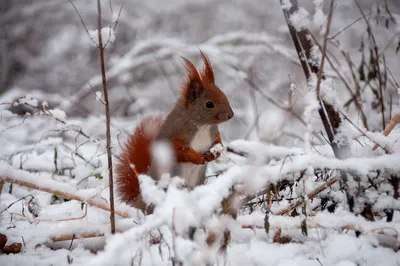 белки в дупле зимой: 8 тыс изображений найдено в Яндекс.Картинках | Cuddly  animals, Cute squirrel, Animals wild