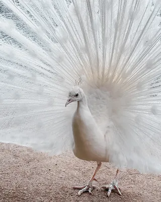 белый павлин | Beautiful birds, White peacock, Animal wallpaper
