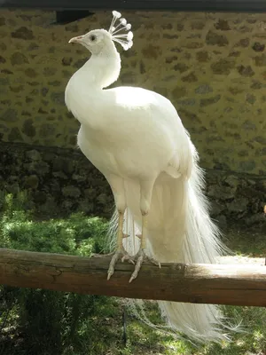 Павлин Leucistic белого павлина индийский Стоковое Фото - изображение  насчитывающей оперение, павлин: 145881494