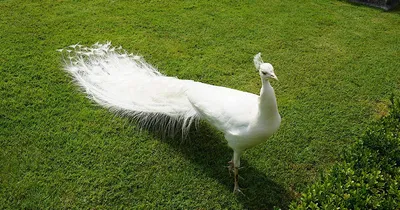 Ажурный хвост белого павлина притягивает взгляды посетителей абаканского  зоопарка