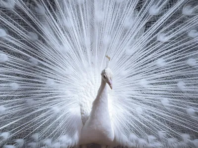 Большая модель белого павлина из полиэтилена и пуха красивый кукольный  Павлин подарок около 120 см 0494 | AliExpress