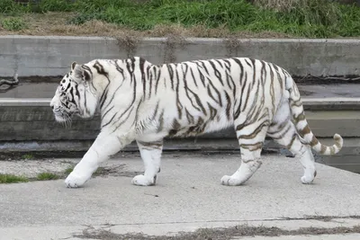 Белого тигра