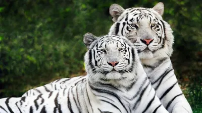 Белый тигр обои (40 фото)