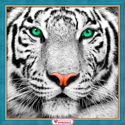 Портрет Белого тигра » Белые тигры » Кошачья галерея » Magnus Felidae  (Великие Кошачьи) - красота и превосходство!
