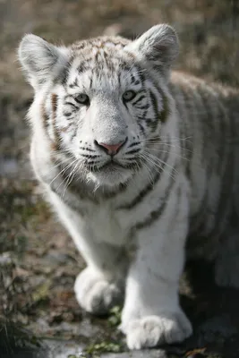 Фотообои на стену «Белый бенгальский тигр» - купить в интернет-магазине