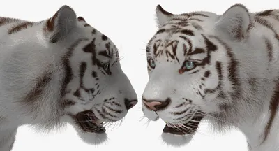 белый тигр в зоопарке, животные, зоопарк, белый тигр фон картинки и Фото  для бесплатной загрузки