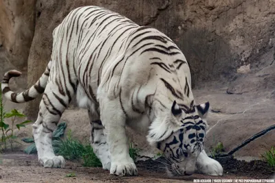 Арт-обои - Портрет белого тигра. Артикул 10007955.