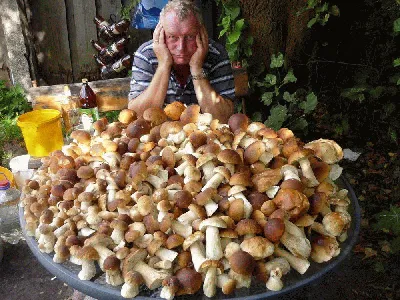 Купить замороженные белые грибы в Москве | МскПродукт