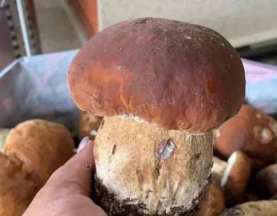 Как и сколько варить белые грибы - Лайфхакер