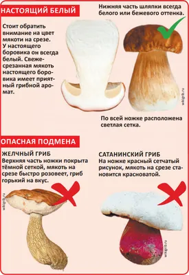 Белые грибы - купить с доставкой в Москве с Коптевского рынка