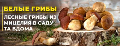 Сушеные БЕЛЫЕ ГРИБЫ купить в Москве, цена 4800 р. | Доставка сушеных белых  грибов