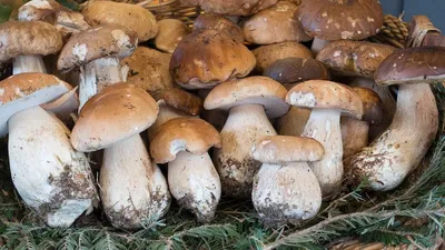Белый гриб – источник белка и витаминов - Здоровое питание - Управление  Роспотребнадзора по Республике Марий Эл