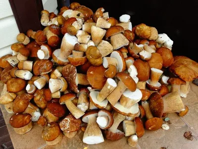 Белые грибы кубики быстрозамороженные высший сорт (Boletus edulis),  Аутентичный вкус Карпат! 400 g(г) - Торговая Марка