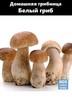 Весенние белые грибы (53 фото) - 53 фото