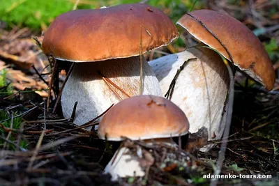 Белые грибы: сколько варить, как сушить и жарить