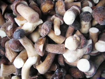 Белые грибы: особенности вкуса и способов заготовки в зависимости от  возраста грибов | Книга Грибов | Дзен