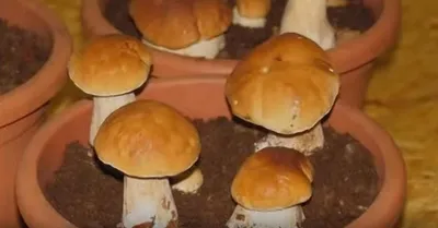 Белые грибы появились в лесах Новосибирской области — где их искать - 30  июня 2022 - НГС