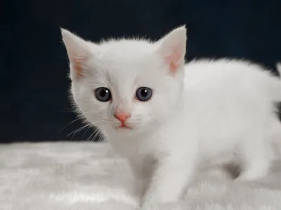 Милые пухлые белые котята и черный…» — создано в Шедевруме