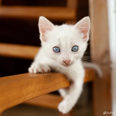 Белый кот рисунок - 37 фото