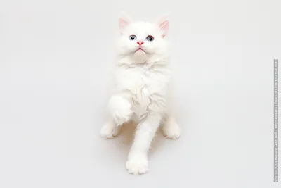 Принять в дар черно-белый котенок в Иркутске — объявление № Т-6306694  (3213916) на Барахла.НЕТ