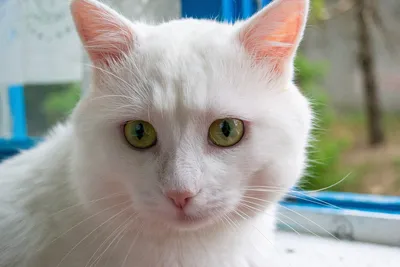 Пушистые белые котята, сидят на …» — создано в Шедевруме