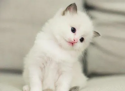 Глазастик,персидские белые котята ,…» — создано в Шедевруме