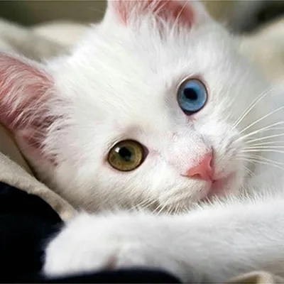Пропал белый кот: Болтино-Подрезово, Мытищи | Pet911.ru