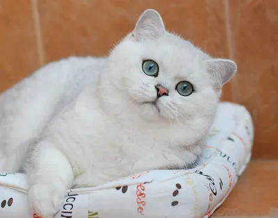 Портрет котенка крупно. Котенок белый с рыжим. Красивые глаза и мех. Котенок  маленький, симпатичный. Домашний питомец. Котенок недавно родился Stock  Photo | Adobe Stock