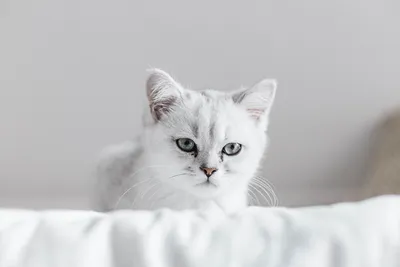 Мультяшный белый котенок - 71 фото
