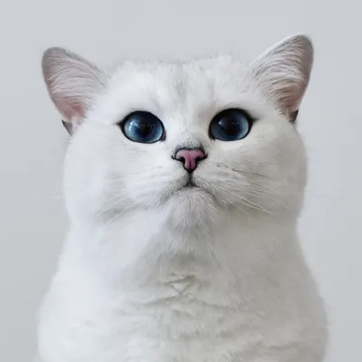Белые котята с разными глазами - 65 фото