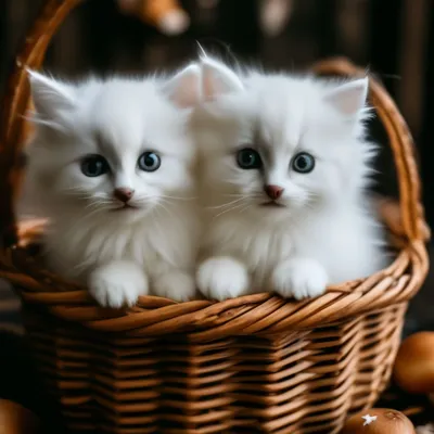 Маленький белый котенок - 63 фото