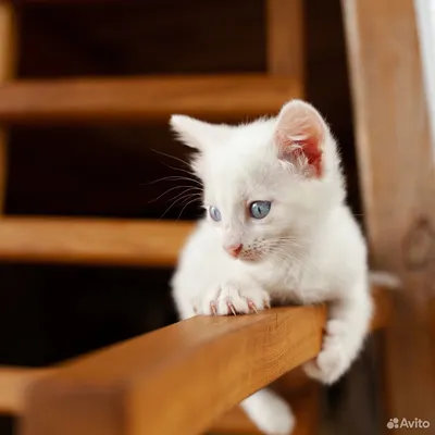 Эти глаза — не фотошоп! Самый красивый кот в мире родился в питомнике  челябинки - KP.RU