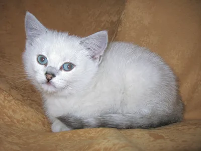 Белые котята купить на Зозу.ру
