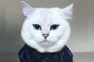 Котята колор-пойнт, белые котята с голубыми глазами, колорный ген, сил  пойнт, блю поинт, лилак пойнт, крем, чоклит | Кошки - кто они?
