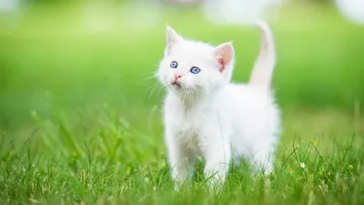 Белый пушистый котенок | Пикабу
