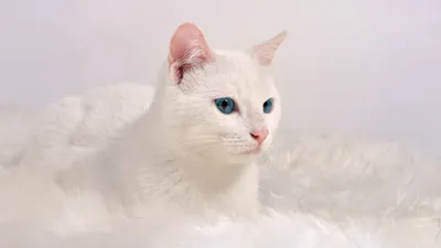 😻 милота 😻 милые белые котята …» — создано в Шедевруме