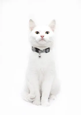 Красивый белый кот с ошейником сидит на белом фоне. | Самые милые животные,  Красивый кот, Кошачьи лапы