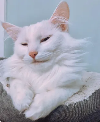 Только белые котики | Пикабу